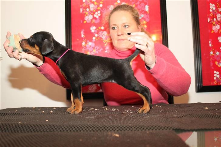 Dobermann Noir Royale Anaïs billede 4