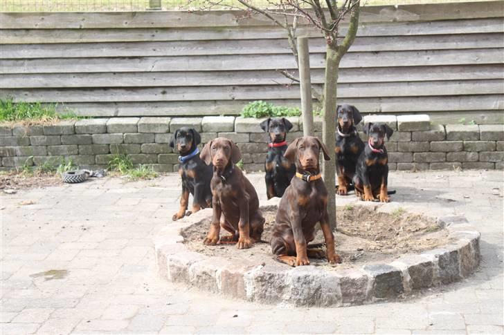 Dobermann Noir Royale Anaïs billede 5