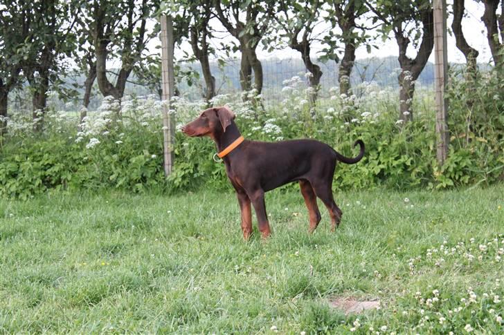 Dobermann Noir Royale A'Ron billede 6
