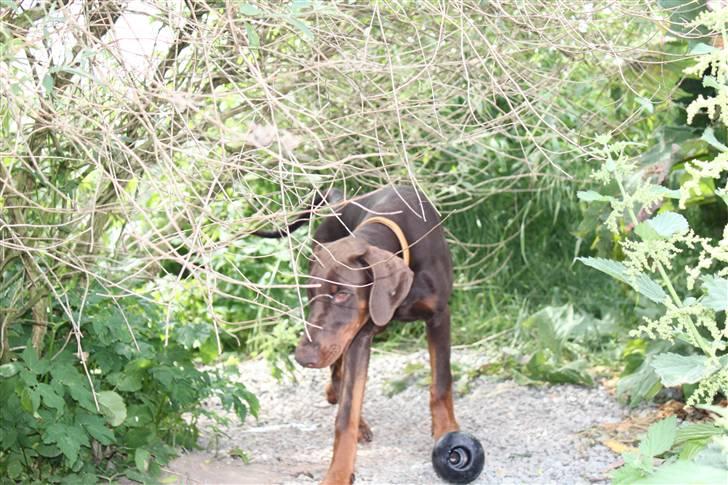 Dobermann Noir Royale A'Ron billede 7