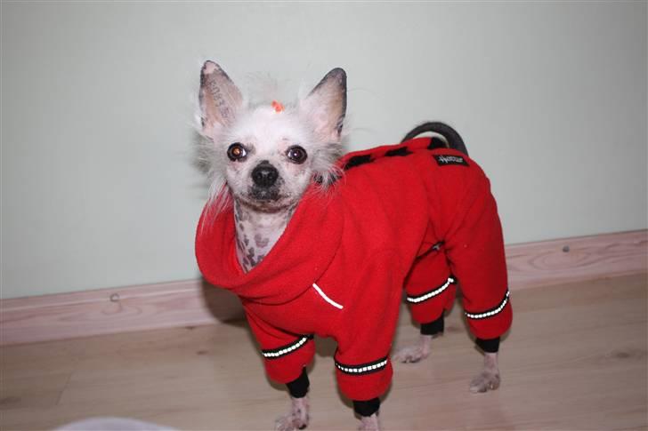 Chinese crested hårløs Aicia billede 16