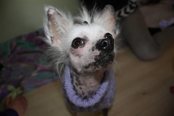 Chinese crested hårløs Aicia billede 17