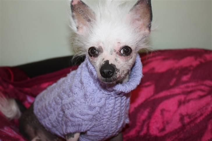Chinese crested hårløs Aicia billede 18