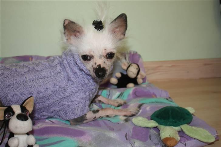 Chinese crested hårløs Aicia billede 19
