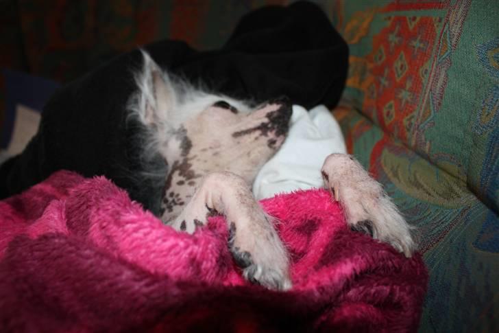 Chinese crested hårløs Aicia billede 20