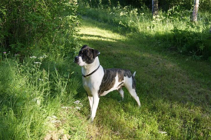 Amerikansk bulldog Mille billede 18