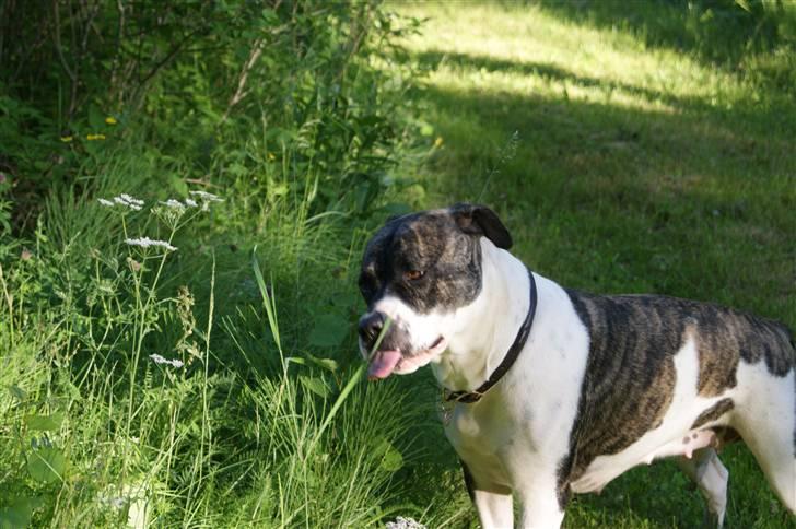 Amerikansk bulldog Mille billede 19