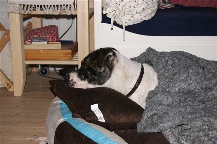 Amerikansk bulldog Mille billede 20