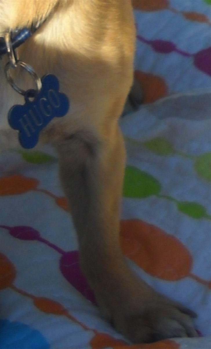 Chihuahua Hugo billede 15