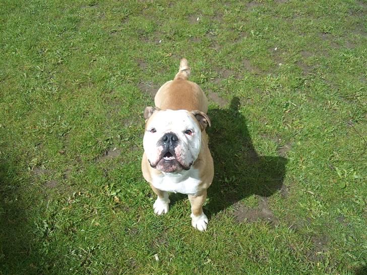 Olde english bulldogge Oscar billede 1