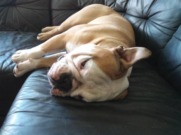 Olde english bulldogge Oscar billede 2