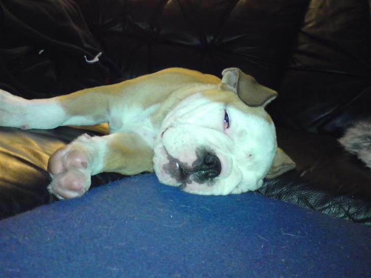 Olde english bulldogge Oscar billede 3