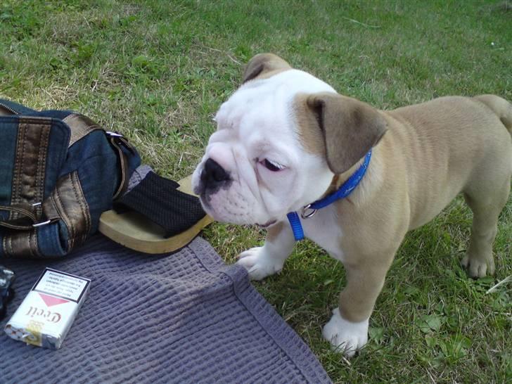 Olde english bulldogge Oscar billede 4