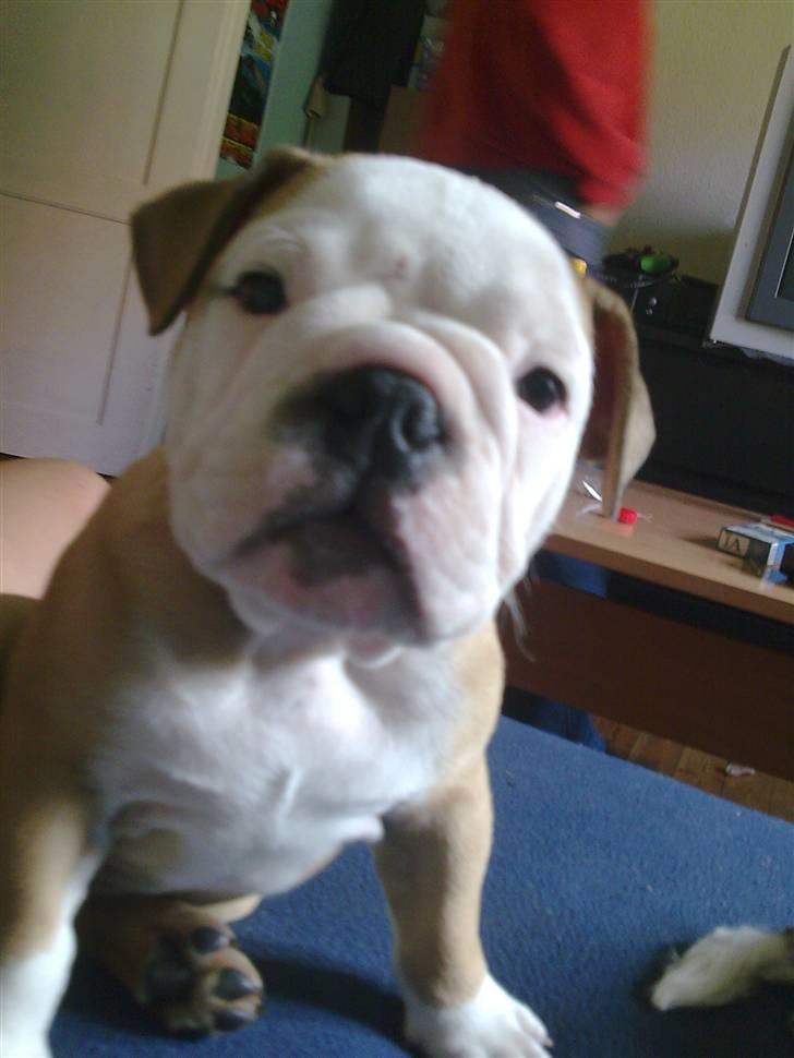 Olde english bulldogge Oscar billede 5