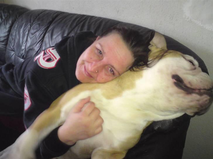 Olde english bulldogge Oscar billede 6