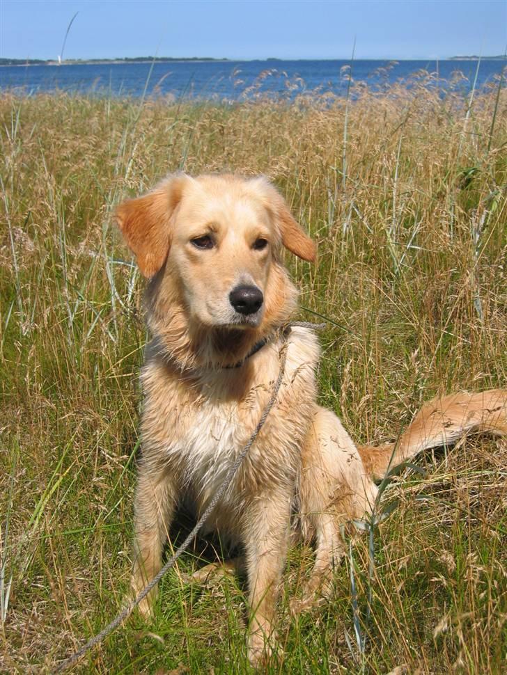Golden retriever Sif billede 17