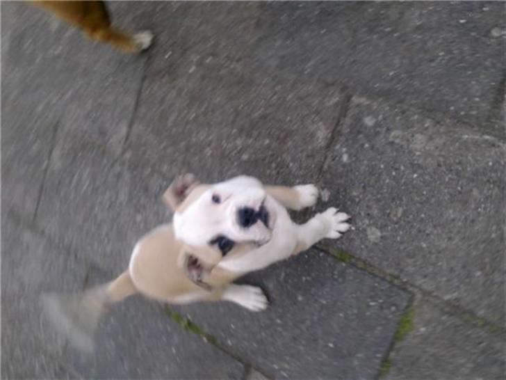 Olde english bulldogge Tjalfe billede 8