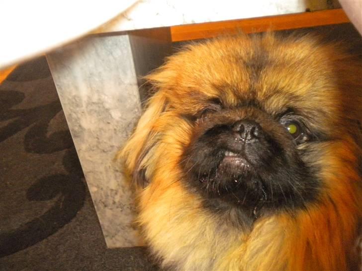 Pekingeser Dengse Ming Blach - Fjollede Dengse. :) billede 23
