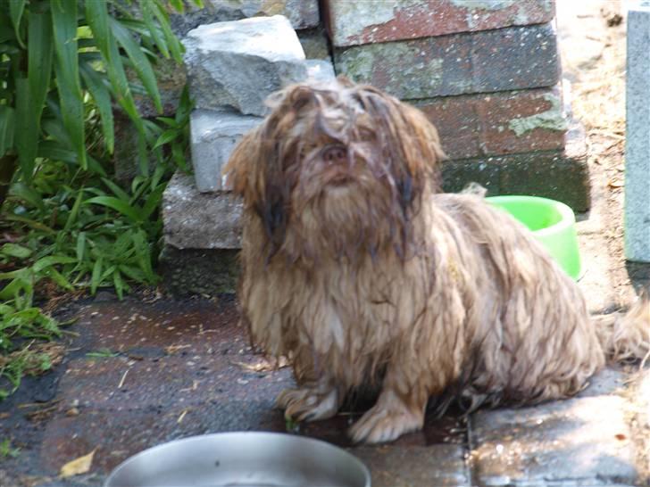 Shih tzu Valentina (Kaldt Kiko) - Kiko synes man skal lege med vandet i sin vandskål billede 18