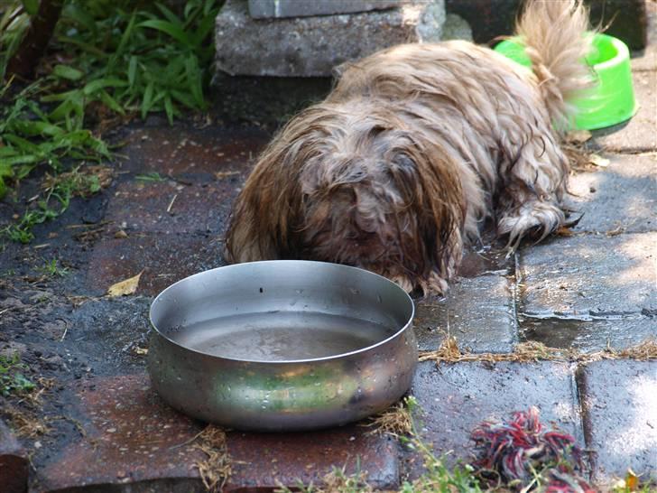 Shih tzu Valentina (Kaldt Kiko) - D. 03.07.10 billede 19