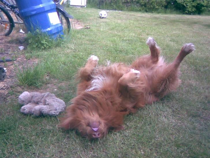 Nova scotia duck tolling retriever Andy - han ruller sig, på græsplænen(: billede 16