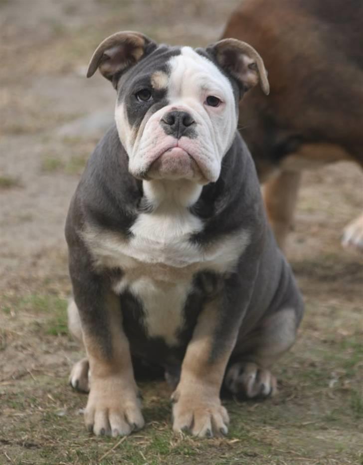 Olde english bulldogge Østergaard's Staal Tyr - 3 mdr billede 1