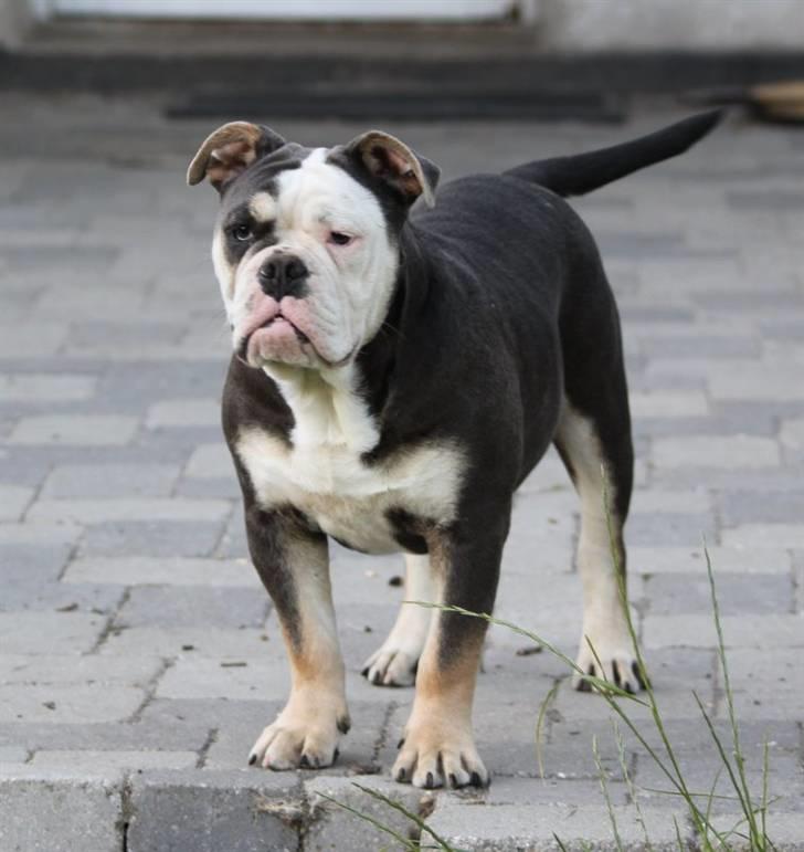 Olde english bulldogge Østergaard's Staal Tyr - 6 mdr billede 2
