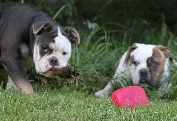 Olde english bulldogge Østergaard's Staal Tyr - 6 mdr. billede 3