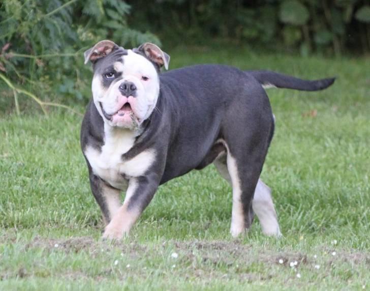 Olde english bulldogge Østergaard's Staal Tyr - 6 mdr. billede 4