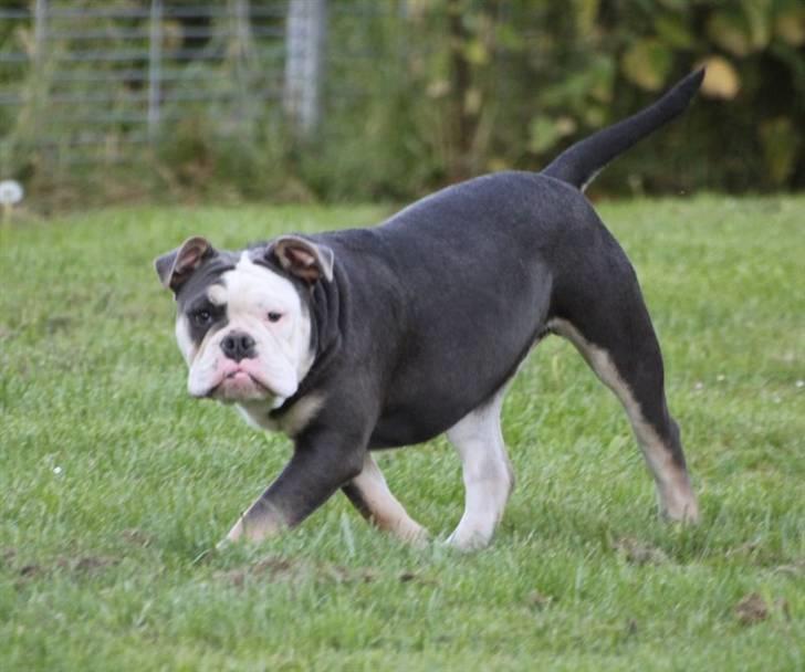 Olde english bulldogge Østergaard's Staal Tyr - 6 mdr. billede 5