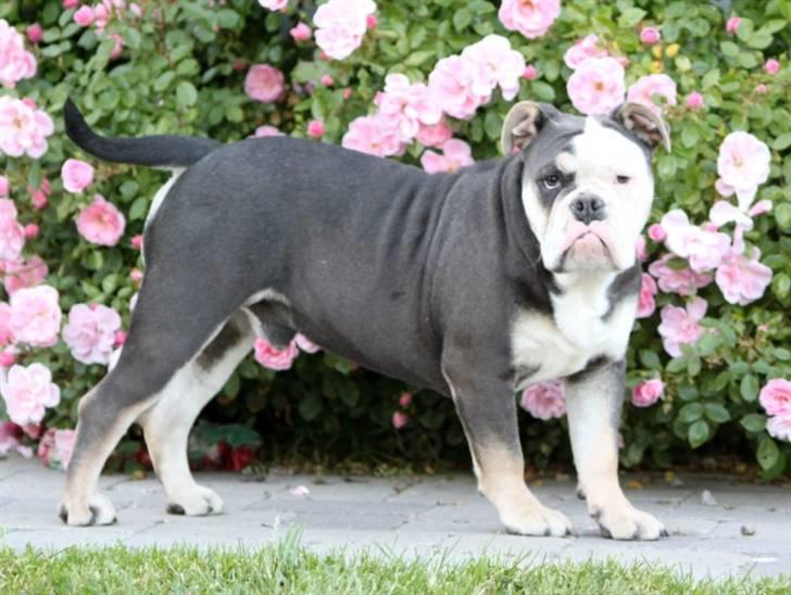 Olde english bulldogge Østergaard's Staal Tyr - 6 mdr. billede 6