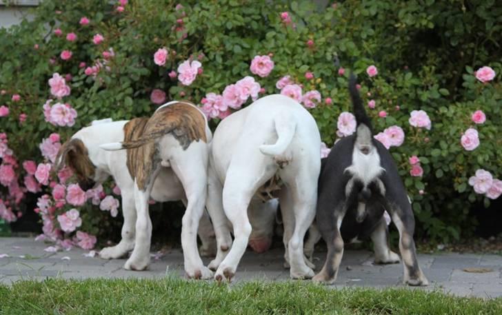 Olde english bulldogge Østergaard's Staal Tyr - 6 mdr. billede 7