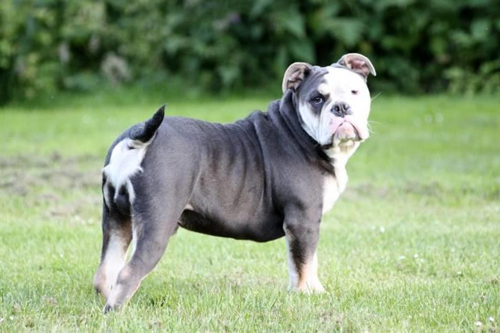 Olde english bulldogge Østergaard's Staal Tyr - 6 mdr. billede 8