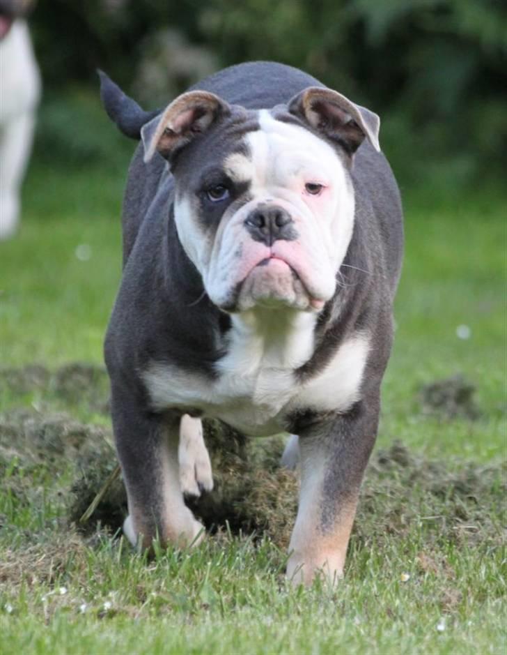 Olde english bulldogge Østergaard's Staal Tyr - 6 mdr. billede 10