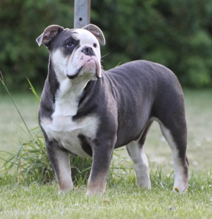 Olde english bulldogge Østergaard's Staal Tyr - 6 mdr. billede 11