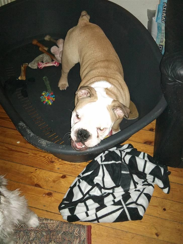 Olde english bulldogge Oscar billede 7