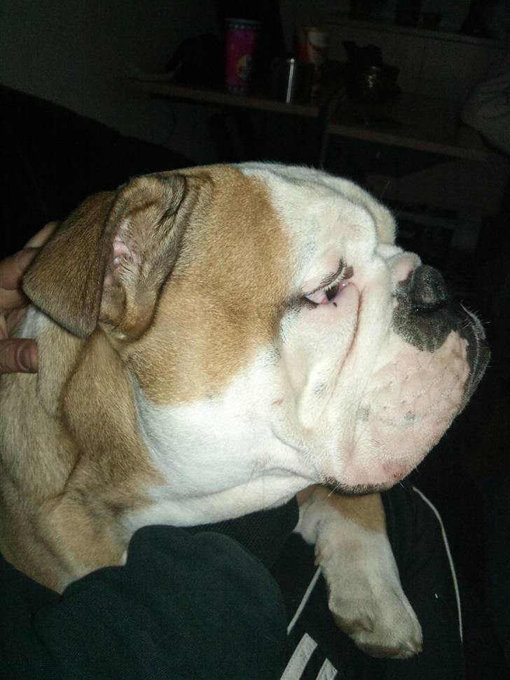 Olde english bulldogge Oscar billede 8