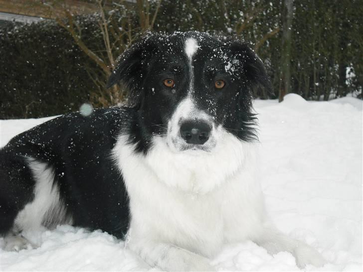 Border collie Meeko (Himmelhund) billede 12