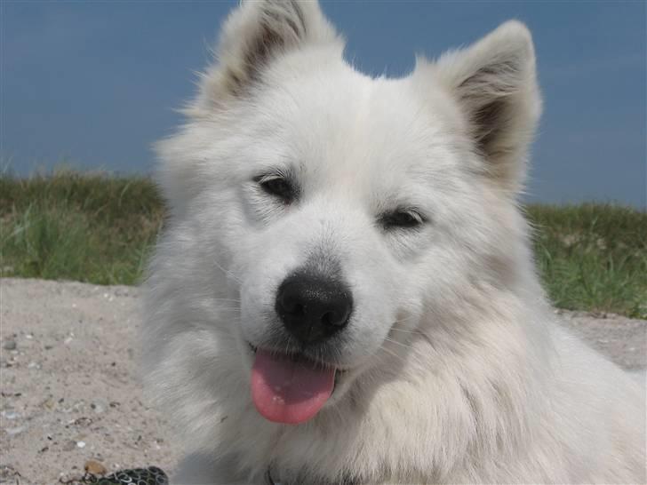 Blanding af racer Zofi billede 17