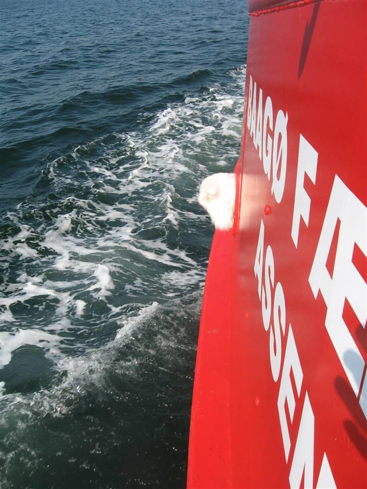 Blanding af racer Zofi billede 19