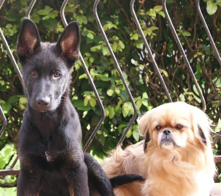 Schæferhund To-Fast Xanto billede 7