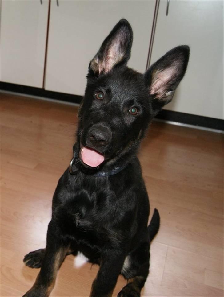 Schæferhund To-Fast Xanto billede 8