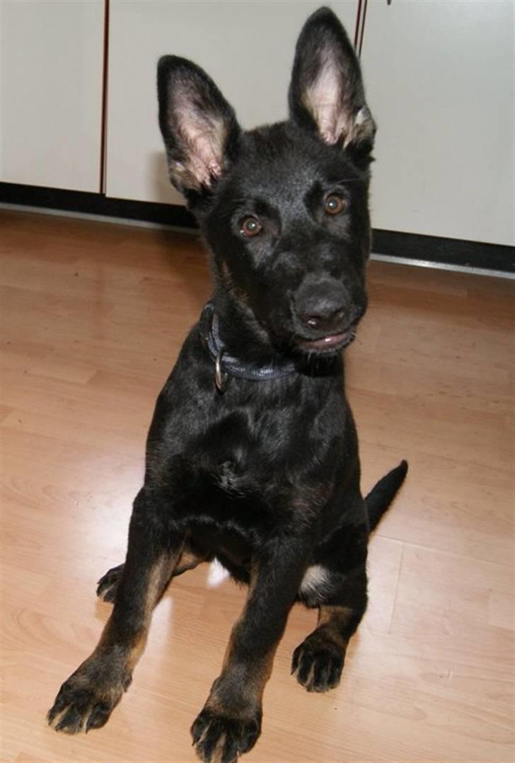 Schæferhund To-Fast Xanto billede 9