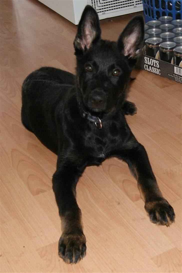 Schæferhund To-Fast Xanto billede 10