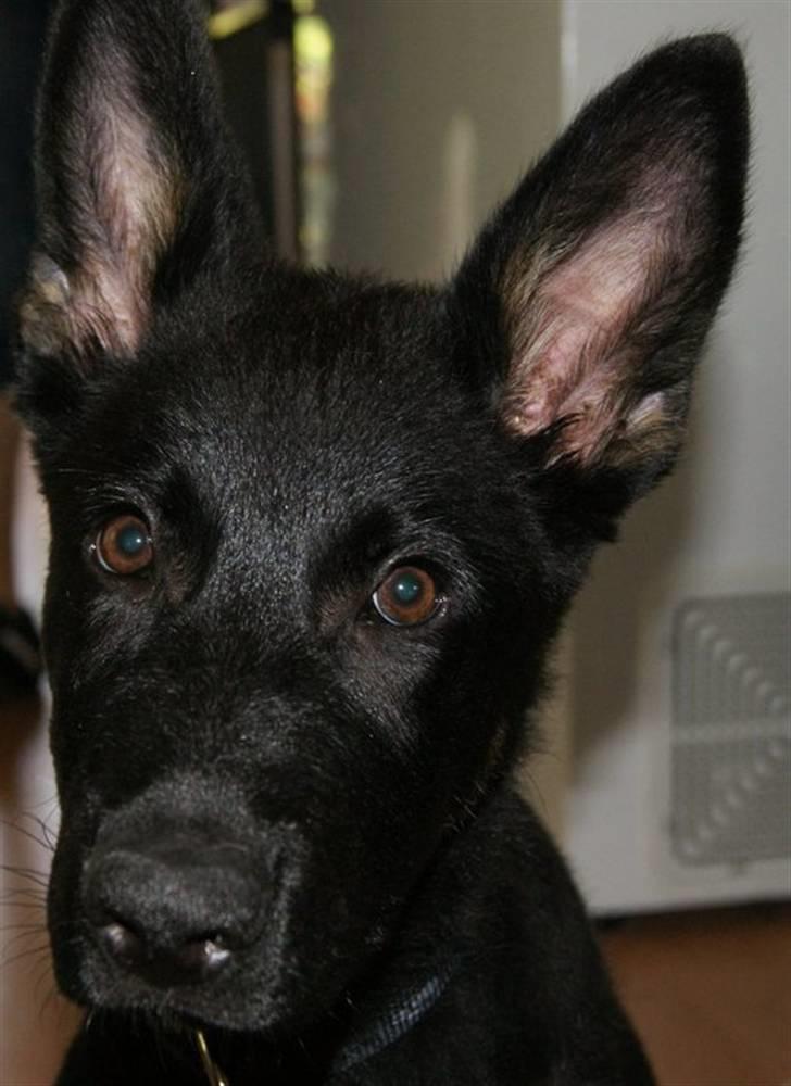 Schæferhund To-Fast Xanto billede 11