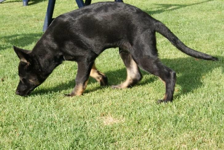 Schæferhund To-Fast Xanto billede 12