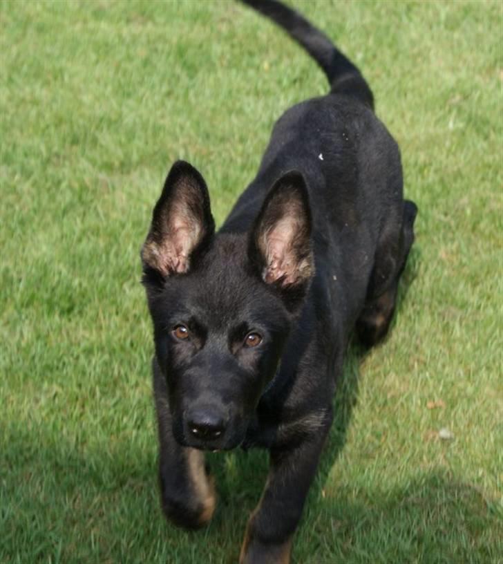 Schæferhund To-Fast Xanto billede 13