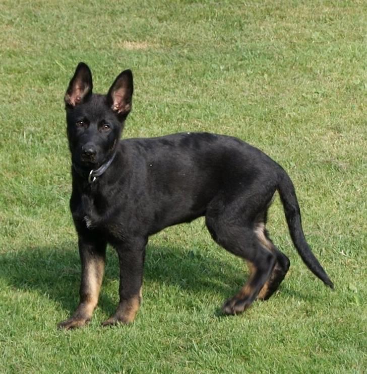 Schæferhund To-Fast Xanto billede 15