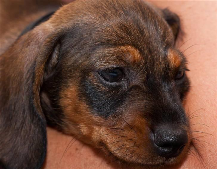 Gravhund Igor billede 1