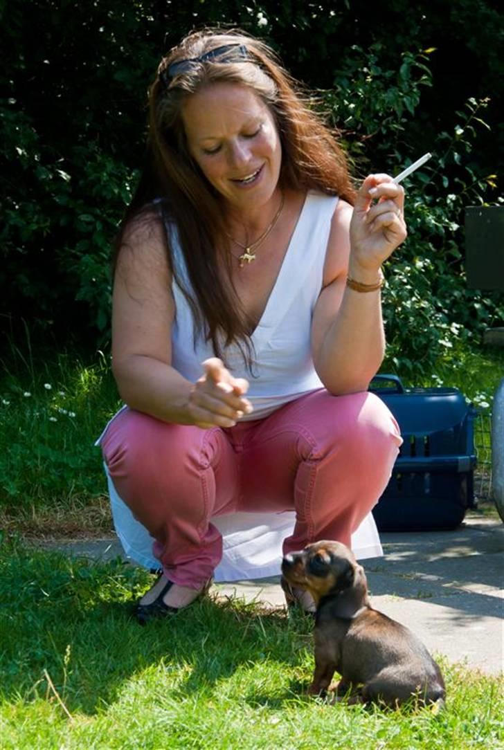 Gravhund Igor billede 2